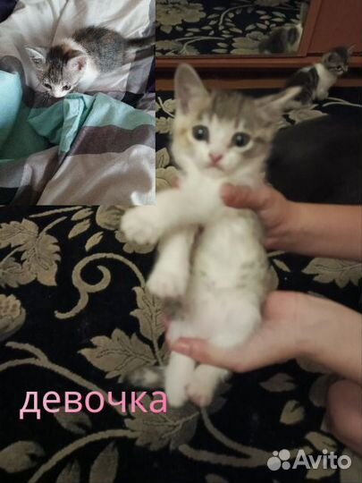 Котики бесплатно в добрые руки