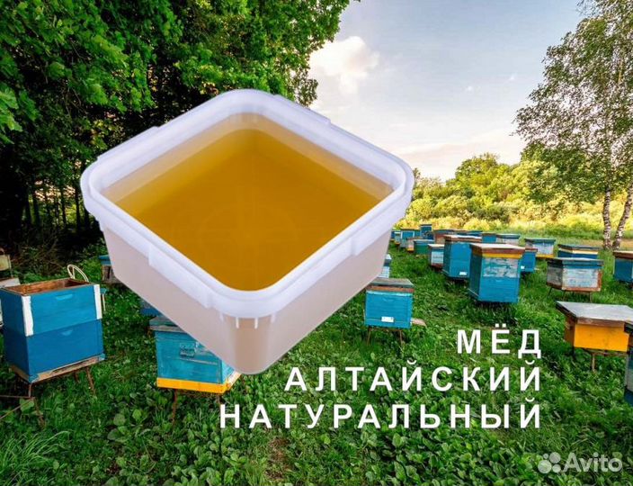 Мёд натуральный из Алтая оптом