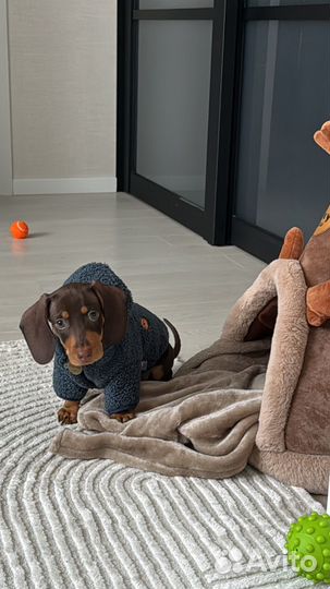 Жилет, кофта на собаку