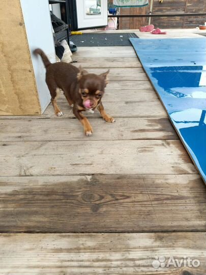 Чихуахуа девочка