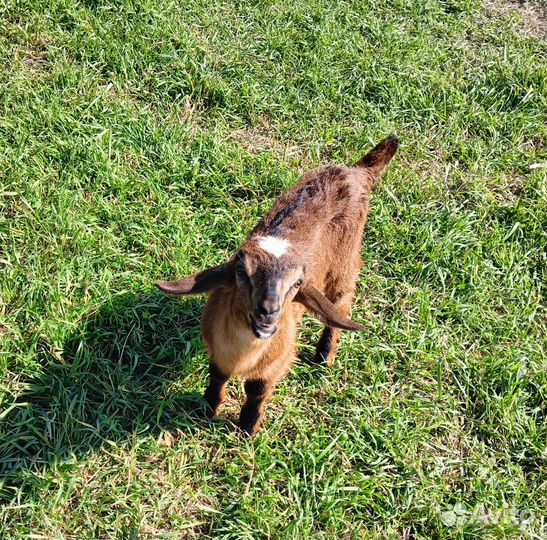 Козлята,2 козлика и 1 козочка