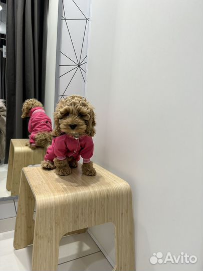 Комбинезон для собак мелких пород