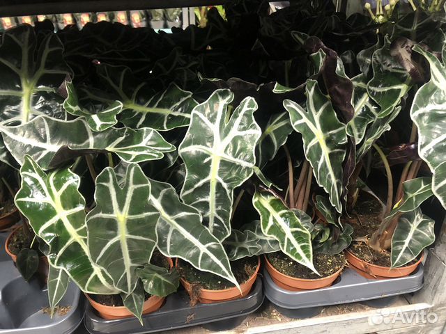 Алоказия комнатное растение