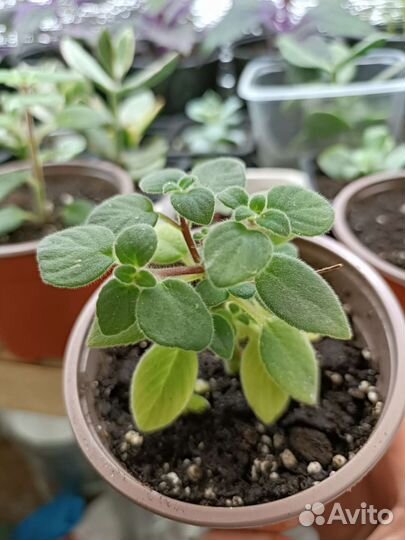 Стрептокарпелла