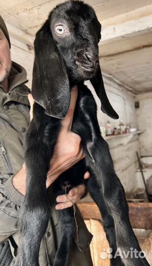 Козлята Нубийци Камори