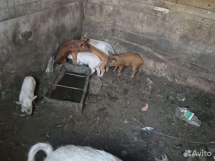 Поросята ландрас