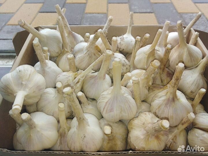 Чеснок