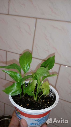 Растения-малыши для юных натуралистов