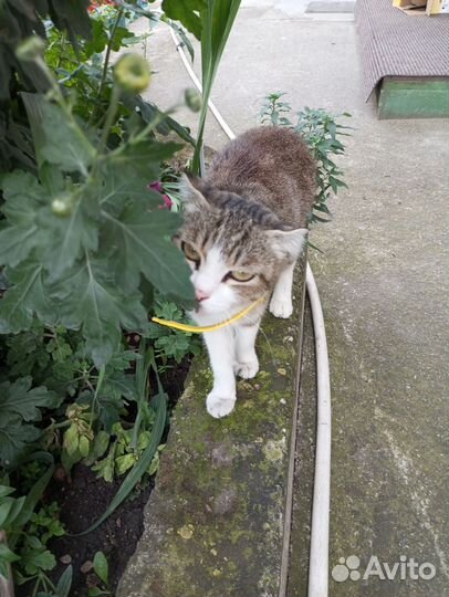 Котята в дар бесплатно