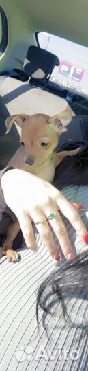 Мини той-терьер мальчик