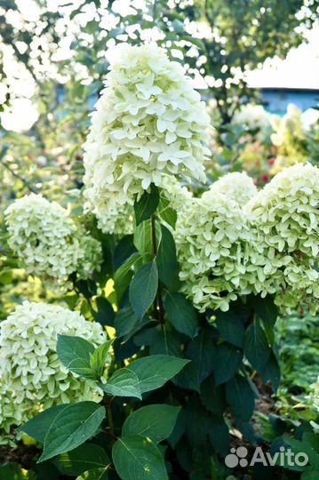 Гортензия метельчатая Скайфолл