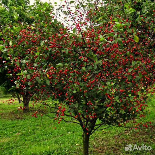 Вишня Молодежная
