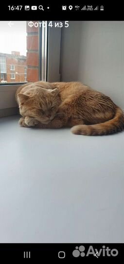 Домашняя передержка кошек на воемя отпуска