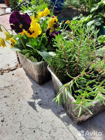 Рассада цветов