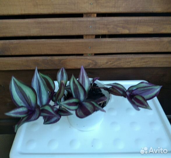 Традесканция зебрина