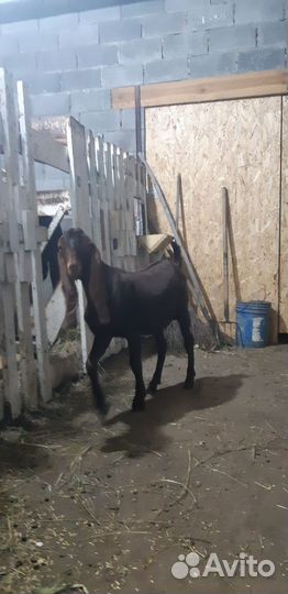 Козел камори