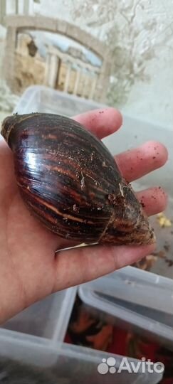 Улитки ахатины бесплатно