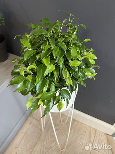 Фикус бенджамина кинки
