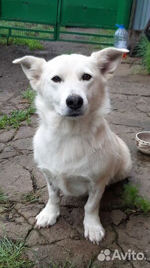 Самая добрая собачка ищет дом