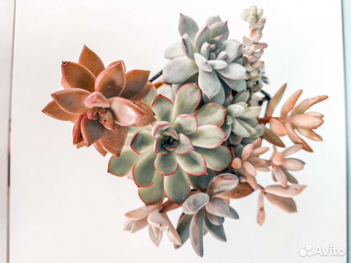 Букет из суккулентов