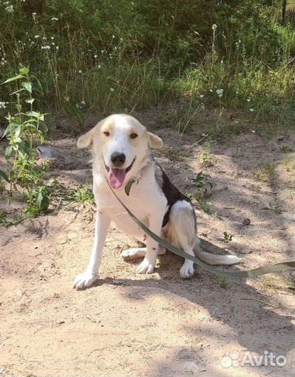 Собака в приюте