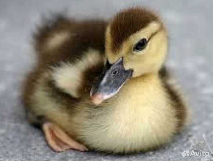 Суточные Утята Мускусные Белые ст-6