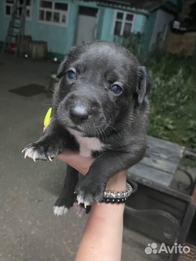 Питбуль помесь