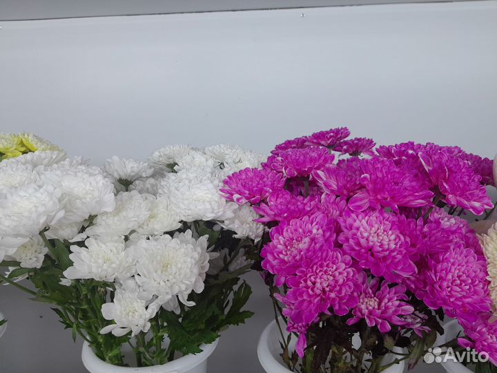 Цветы Хризантемы