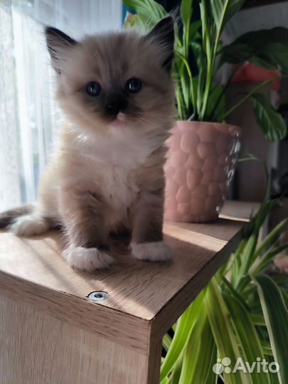 Котята рэгдолл