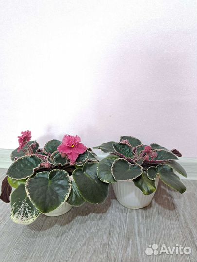 Замиокулькас и другие комнатные растерия