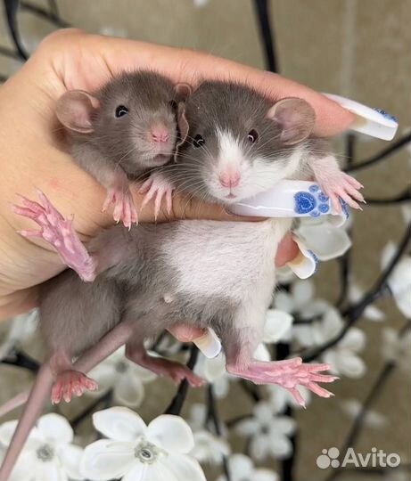 Крысята дамбо. Декоративная крыса. Крысята от Пито