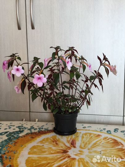 Ахименес розовый