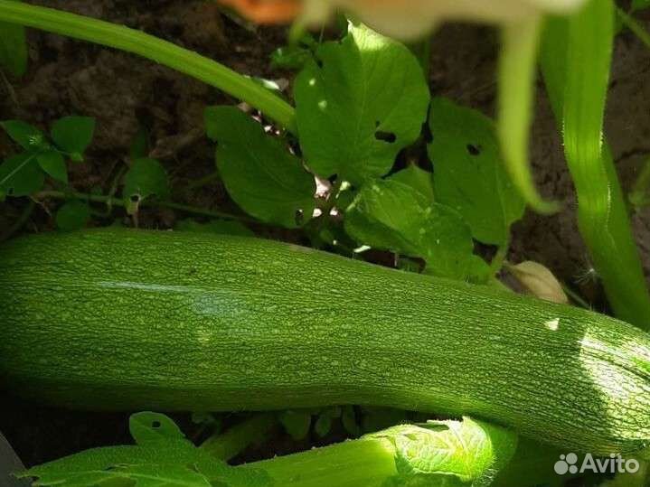 Кабачки помидоры огурцы