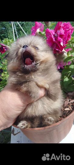 Щенки Карликового Померанского - шпица