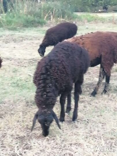 Овцы бараны