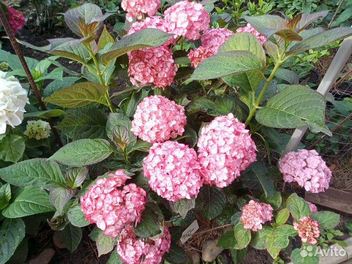 Гортензия метельчатая черенки