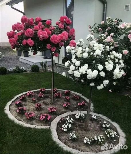 Розы на штамбе