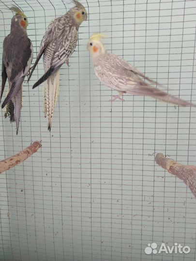 Попугаи корелла