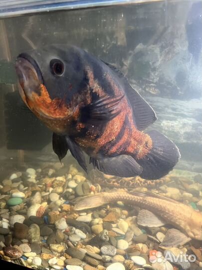 Астронотусы