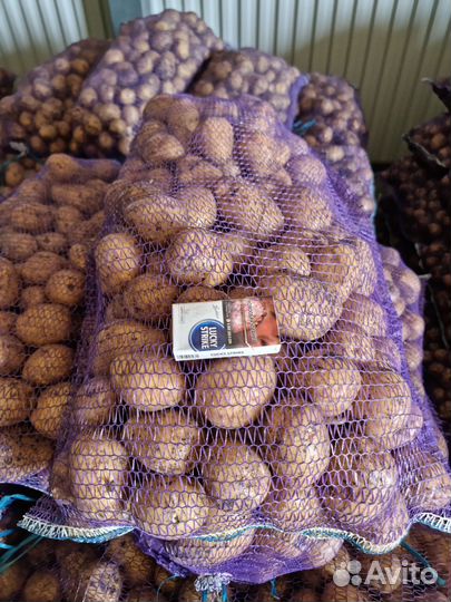 Продам картофель оптом