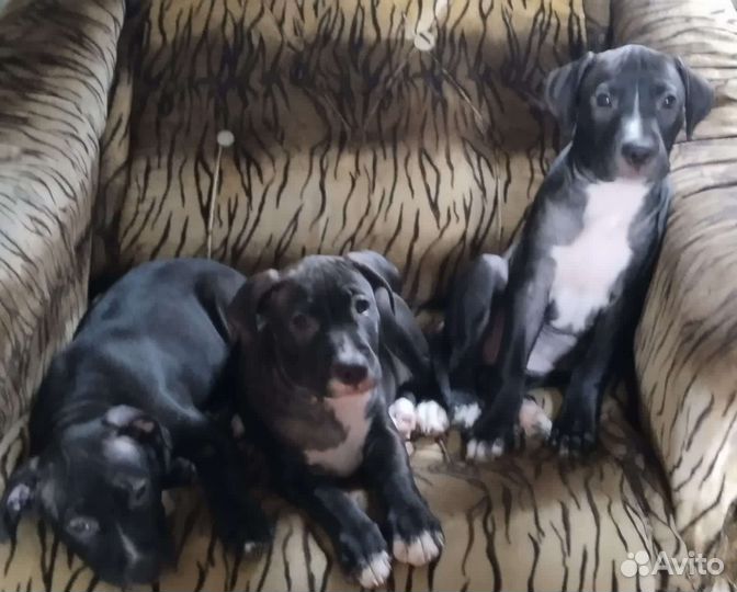 Собаки щенки
