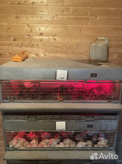 Перепела фараон и техасский белый