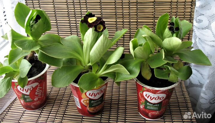 Шикарные примулы