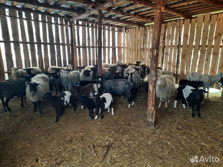 Продам овец