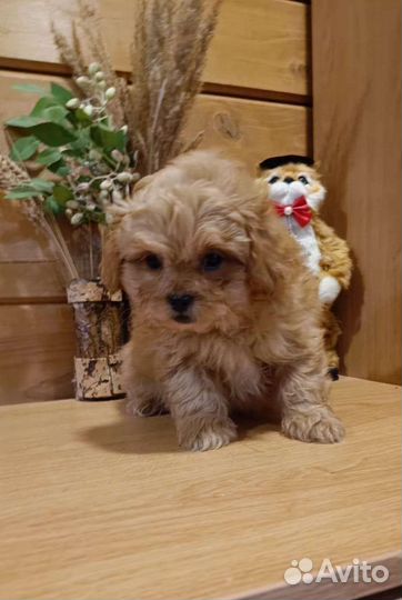 Мальтипу мини