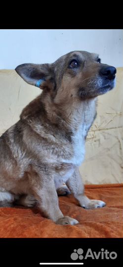 Собачка Люська