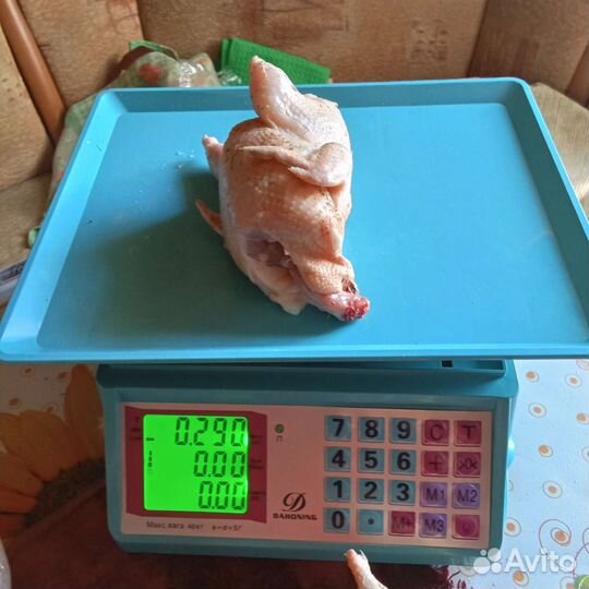 Перепела техасец утяжеленый Продаю