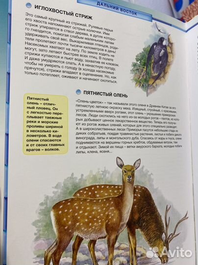 Детская энциклопедия