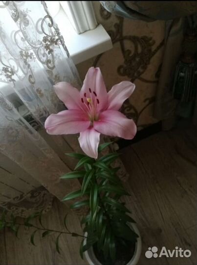 Цветы комнатные