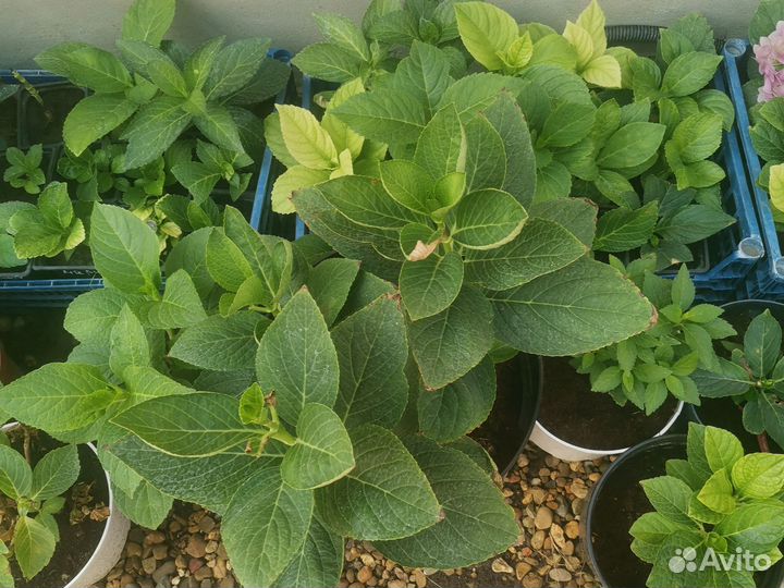 Гортензия крупнолистная саженцы